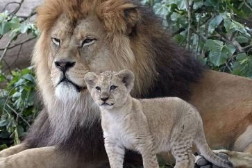 aneantissement-de-la-vie-sauvage