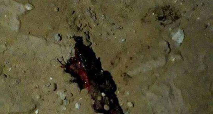 Attentat suicide à Rafah