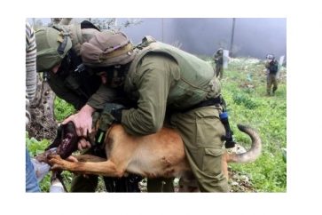 chiens_d_attaque-3-f7f43