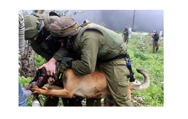 chiens_d_attaque-3-f7f43