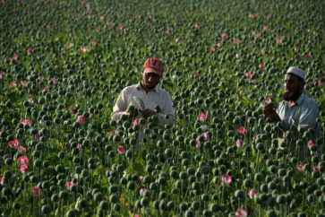 afghanistan_opium