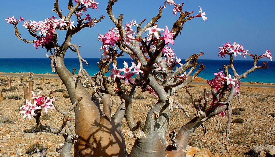 socotra-6