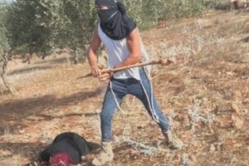 Un colon israélien tabasse une femme palestinienne agée qui cueillait ses olives, en Cisjordanie occupée, le 19 octobre 2025.